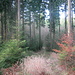 Verwunschene Waldeinsamkeiten im Gehlenbachtal.