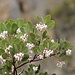Blooming Manzanita bush