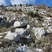 Gelände am SO-Kamm des Monte Tuonaco