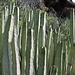 Euphorbia canariensis - Kanaren-Wolfsmilch (kein Kaktus)