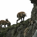 Ibex scratching his head and two young ibexes