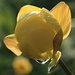 Morning dew on a globe flower (Trollius europaeus, Trollblume)