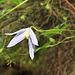 Clematis alpina (Clématite des Alpes)
D'après le livre "Notre flore alpine" c'est une plante rare et protégée, mais ici il y en a beaucoup.