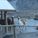 zumindest zwei der Lamas zeigen dem Wanderer die kalte Schulter