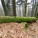 steiles, malerisches Waldstück - mit demselben [http://www.hikr.org/gallery/photo675387.html?post_id=44315#1 Baumstamm]
