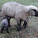 Zwischenhalt in Herzogenbuchsee - wohl nur wenige Stunden bis Tage alt sind die beiden jungen Schafe