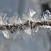 Der Kaltluftsee sorgt für wunderschöne Eiskristalle an den Bäumen.