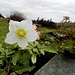 14. Januar 2014 - die Christrose blüht beim Schürliacher