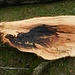 gefällt - zeigt der Baum sein interessantes Innenleben
