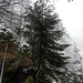[http://www.hikr.org/gallery/photo1334855.html?post_id=75058#1 besagte Jungtanne] im Grossformat