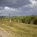 Zuckerrohrfelder zwischen Bartholomé Masó und Bayamo. 