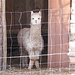 E per finire, discendenza assicurata per gli [http://www.hikr.org/gallery/photo1087512.html?post_id=64481#1 alpaca] di Gurrone...