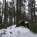 lauschige Wald- und leichte Gratwanderung ...