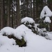 ... und weiter durch die bereits reichlich schneebedeckte Waldlichtung mit Jungwuchs 