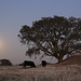 On the way home: grazing cows and the rising full moon