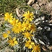seltene Blumen, Greiskraut, Senecio halleri