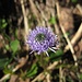 Blüte der Kugelblume - vermutlich Herzblättrige K. (Globularia cordifolia)