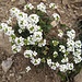 Alpen-Gemskresse (Hutchinsia alpina) - ein kalkliebender Kreuzblütler