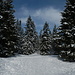 Blauer Himmel und verschneite Bäume beim Langis