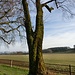 Bemooster Baum