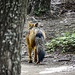 Fuchs im Torres del Paine Nationalpark