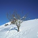 Ancora Natale all'Alpe Campello!