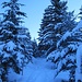 Winterwald schattig und kalt.....Geht man die Tour im Gegenuhrzeigersinn, ist man um diese Jahreszeit schneller in der Sonne
