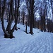 Neve nel bosco