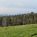 Riesengebirgs-Impression vor der Hala Szrenicka - Bis ca. 1200 m herrscht Nadelwald vor, der aber zu großen Teilen von der Luftverschmutzung geschädigt wurde und sich langsam erholt