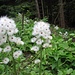 Blüten der Weißen Pestwurz (Petasites albus)