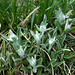 Sie werden bald blühen, die Edelweiss (Leontopodium alpinum)