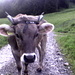 Eine sehr fotogene Kuh bei Chueweid. Sie kommt mir sehr nahe ...