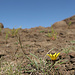 Bergflora in Lesotho