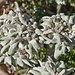 Gandegg Edelweiss