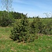 Wacholderbüsche auf dem Plateau des Plettenberg