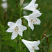 Weisse Trichterlilie (Paradisea liliastrum)