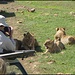 Safari Ngorongoro Crater