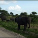Safari Tarangire Nationalpark