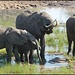 Safari Tarangire Nationalpark