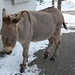 ebenso der Esel