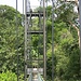 TreeTop Walk - Eine Art Golden Gate Bridge für Wanderer