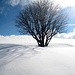 albero solitario...e tanta neve, ma sicuro la vita riprenderà.....