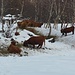Le mucche scozzesi ci aspettano di fianco alla stradina per Arosio