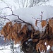 "nido" di neve