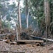 überall spuren vom illegalen Holzschlag