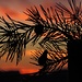 Sonnenuntergang mit Kiefernzapfen<br /><br />Tramonto con le pigne del pino