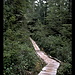 Cape Alava Trail, Ozette Loup, Olympic NP, Washington, USA