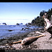 Ozette Island (links) und Bodelteh Islands (Mitte) vom Beach Trail, Ozette Loup, Olympic NP, Washington, USA