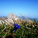 Alpenflora: "Ja so blau, blau, blau blüht der Enzian..."