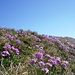 Flora im Bereich des Schwalmis-Gipfelgrates